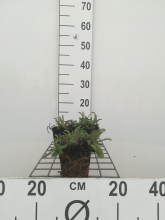 Planten Achillea millefolium 'Red Velvet'   pot 9x9 cm  