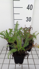 Planten Achillea millefolium 'Schneetaler'   pot 9x9 cm  