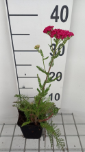 Planten Achillea millefolium 'Saucy Seduction'   pot 9x9 cm  