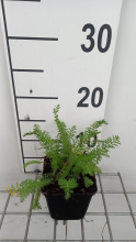 Planten Achillea millefolium 'Summerwine'   pot 9x9 cm