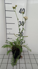 Planten Achillea millefolium 'White Beauty'   pot 9x9 cm