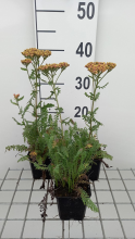 Planten Achillea 'Walther Funcke'   pot 9x9 cm  