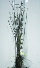Planten Acer pseudoplatanus   blote wortel   90 120 cm
