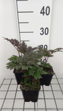 Planten Actaea simplex 'Pink Spike'   pot 9x9 cm  