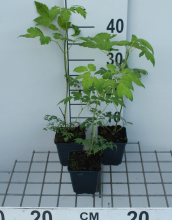 Planten Actaea simplex 'White Pearl'   pot 9x9 cm  