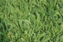 Planten Achillea tomentosa   pot 9x9 cm