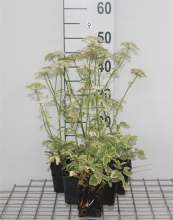 Planten Aegopodium podagraria 'Variegatum'   pot 9x9 cm