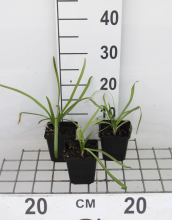 Planten Agapanthus africanus 'Albus'   pot 9x9 cm  
