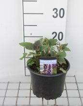 Planten Agastache 'Blue Fortune'   pot 2L  
