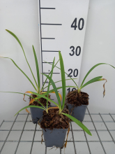 Planten Agapanthus 'RFDD' (Double Diamond)   pot 9x9 cm