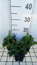 Planten Ajuga reptans 'Alba'   pot 9x9 cm  