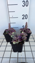 Planten Ajuga reptans 'Burgundy Glow'   pot 9x9 cm  