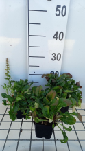 Planten Ajuga reptans 'Rosea'   pot 9x9 cm  
