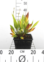 Planten Alisma lanceolatum   pot 9x9 cm  