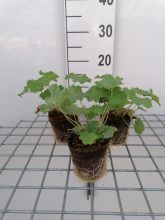 Planten Alchemilla mollis   biopot diameter 8 cm
