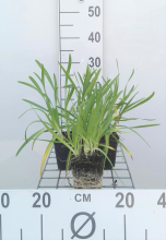 Planten Allium senescens   pot 9x9 cm