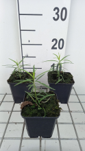 Planten Amsonia hubrichtii   pot 9x9 cm  