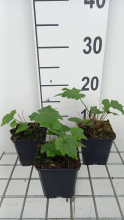 Planten Anemone x hybrida 'Andrea Atkinson'   pot 9x9 cm  