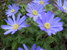 Planten Anemone blanda 'Blue Shades'   pot 9x9 cm