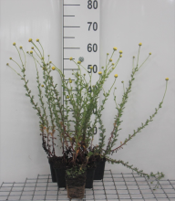 Planten Anthemis x hybrida 'E.C. Buxton'   pot 9x9 cm  