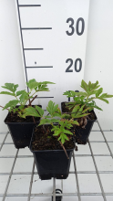 Planten Angelica gigas   pot 9x9 cm  