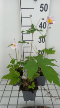 Planten Anemone x hybrida 'Hadspen Abundance'   pot 9x9 cm  