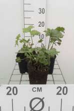 Planten Anemone x hybrida 'Honorine Jobert'   pot 9x9 cm  