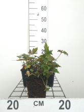 Planten Anemone hupehensis 'Prinz Heinrich'   pot 9x9 cm