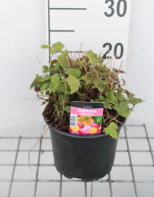 Planten Anemone hupehensis 'Splendens'   pot 2L  