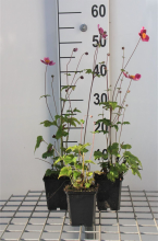Planten Anemone hupehensis 'Splendens'   pot 9x9 cm  