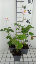 Planten Anemone x hybrida 'Loreley'   pot 9x9 cm  