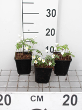 Planten Anemone nemorosa   Bosanemoon   pot 9x9 cm  