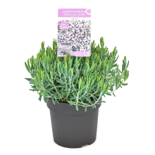 Planten Andromeda polifolia 'Blue Ice'   pot   15 20 cm  