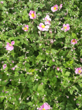 Planten Anemone x hybrida 'Rosenschale'   pot 9x9 cm