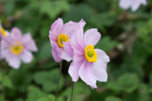 Planten Anemone x hybrida 'Serenade'   pot 9x9 cm  