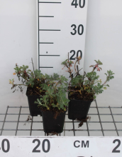 Planten Anthemis x hybrida 'Sauce Hollandaise'   pot 9x9 cm