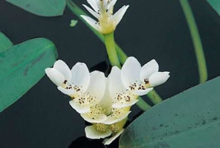 Planten Aponogeton distachyos   pot 3L