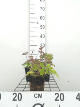 Planten Aquilegia Dragonfly Hybrids   pot 9x9 cm
