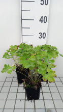 Planten Aquilegia vulgaris 'Greenapples'   pot 9x9 cm