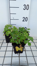Planten Aquilegia vulgaris 'White Barlow'   pot 9x9 cm