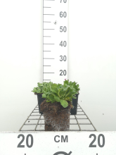 Planten Arabis x arendsii 'Compinkie'   pot 9x9 cm