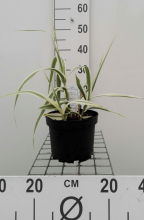 Planten Arundo donax 'Versicolor'   pot 3L