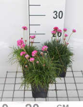 Planten Armeria maritima 'Rosea Compacta'   pot 9x9 cm  