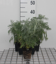 Planten Artemisia 'Powis Castle'   pot 9x9 cm  