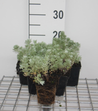 Planten Artemisia schmidtiana 'Nana'   pot 9x9 cm