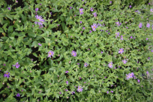 Planten Aster ageratoides 'Harry Schmidt'   pot 9x9 cm