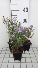 Planten Aster cordifolius 'Blue Heaven'   pot 9x9 cm