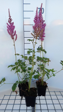 Planten Astilbe chinensis 'Purpurlanze'   pot 9x9 cm