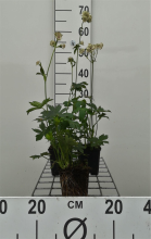Planten Astrantia major 'Alba'   pot 9x9 cm