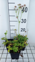 Planten Astrantia major 'Florence'   pot 9x9 cm
